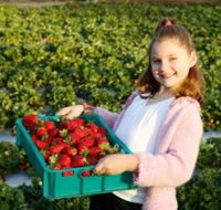 Strawberry Fields - Tourism Adelaide