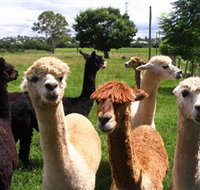 Banyandah Alpacas - Tourism Adelaide