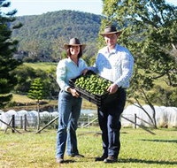Hinterland Feijoas - Tourism Adelaide