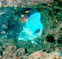 Michaelmas Cay Dive Site - Tourism Adelaide