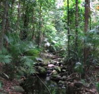 Mossman Gorge Rainforest Circuit Track Daintree National Park - Tourism Adelaide