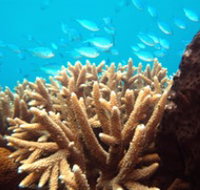 Normanby Reef - Tourism Adelaide