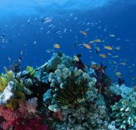Steve's Bommie Dive Site - Tourism Adelaide