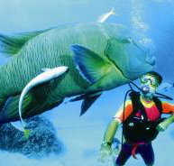Cod Hole Dive Site - Tourism Adelaide