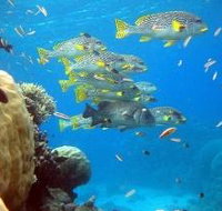 Coral Gardens Dive Site Flynn Reef - Tourism Adelaide
