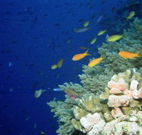 The Three Sisters Dive Site - Tourism Adelaide