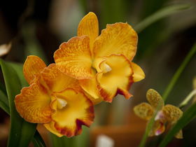 Queens Park - Orchid House - Tourism Adelaide 0