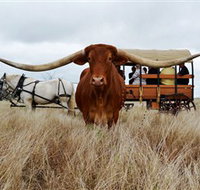 Texas Longhorn Wagon Tours and Safaris - Tourism Adelaide