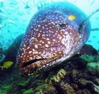 Lady Musgrave Island Dive Sites - Tourism Adelaide