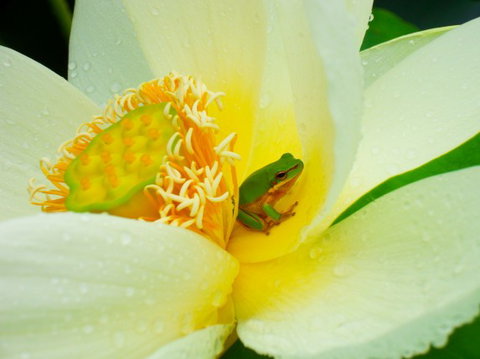 Brisbane Botanic Gardens Mount Coot-tha - Tourism Adelaide 7