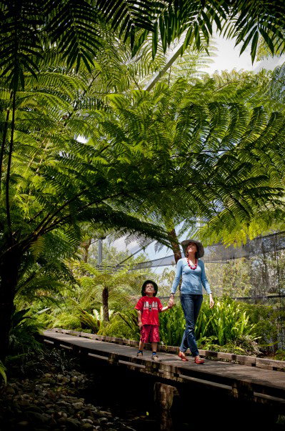 Brisbane Botanic Gardens Mount Coot-tha - Tourism Adelaide 8