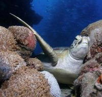Light House Bommie Dive Site - Tourism Adelaide