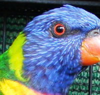 Fraser Coast Wildlife Sanctuary - Tourism Adelaide