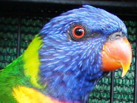 Fraser Coast Wildlife Sanctuary - Tourism Adelaide 0