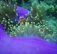 The Lady Bowen Dive Site - Tourism Adelaide
