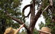 Charleville - Outback Native Timber Walk - thumb 0