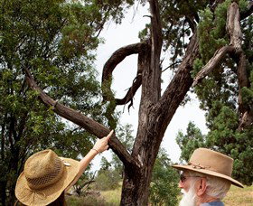 Charleville - Outback Native Timber Walk - Tourism Adelaide 0