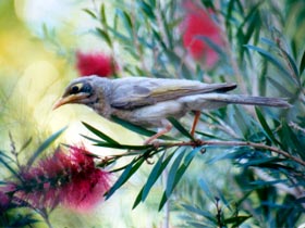 Windorah Nature Drive - Tourism Adelaide 0