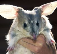 Charleville - Bilby Experience