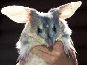 Charleville - Bilby Experience - Tourism Adelaide 0