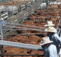 Dalrymple Sales Yards - Cattle Sales - Tourism Adelaide