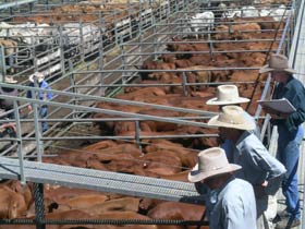 Dalrymple Sales Yards - Cattle Sales - Tourism Adelaide 0