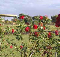 Elizabeth Park Rose Gardens - Tourism Adelaide