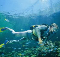 Manta Ray Bommie Dive Site - Tourism Adelaide