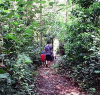 Malanda Falls Rainforest Walk Malanda Falls Conservation Park - Tourism Adelaide