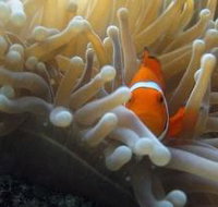 Flat Rock Dive Site - Tourism Adelaide