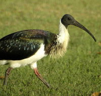 Toowoomba Bicentennial Waterbird Habitat