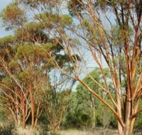 Myall Park Botanic Garden - Tourism Adelaide