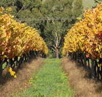 Wild Dog Winery  Restaurant - Tourism Adelaide