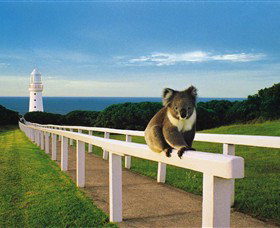 Cape Otway VIC Tourism Adelaide