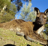 Ballarat Wildlife Park - Tourism Adelaide