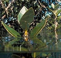 Jawbone Marine Sanctuary - Tourism Adelaide