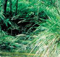 Lerderderg State Park - Tourism Adelaide