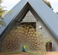 Halls Gap Zoo - Tourism Adelaide