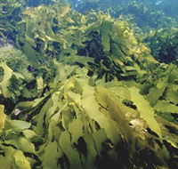 Barwon Bluff Marine Sanctuary - Tourism Adelaide