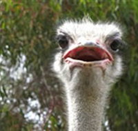 The Vault - Hastings Ostrich Farms  Crown Exotic Leather - Tourism Adelaide