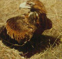 Long Forest Nature Conservation Reserve - Tourism Adelaide