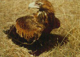 Long Forest Nature Conservation Reserve - Tourism Adelaide 0