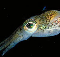 Corner Inlet Marine National Park - Tourism Adelaide