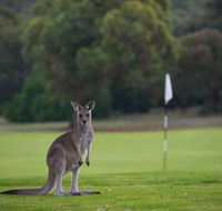 Anglesea Golf Club - Tourism Adelaide