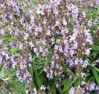 Otway Herbs - Tourism Adelaide