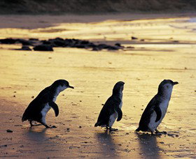 Ventnor VIC Tourism Adelaide
