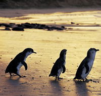Phillip Island Nature Park - Tourism Adelaide