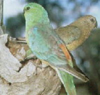 Lake Albacutya Regional Park - Tourism Adelaide