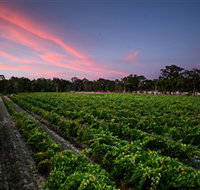 Amherst Winery - Tourism Adelaide