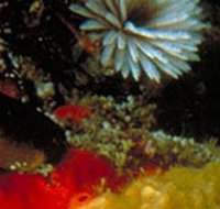 Point Cooke Marine Sanctuary - Tourism Adelaide